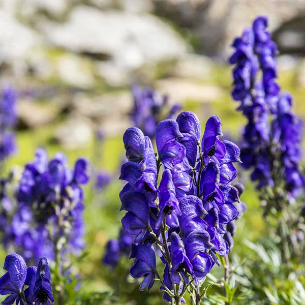 European Aconite, 10 Seeds