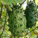 Kiwano Melon Seeds, 50 Seeds