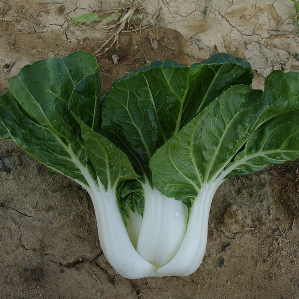 Fresh Sweet Bok Choy Seeds, 10g