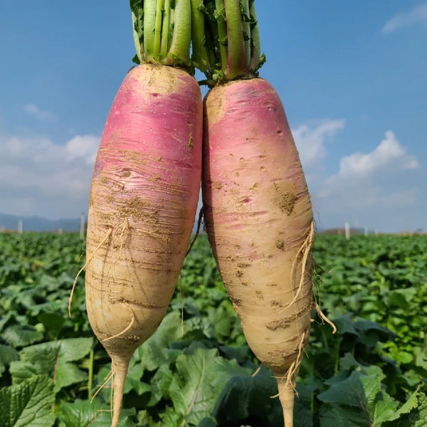 East Sea Fruit Radish Seeds, 5g
