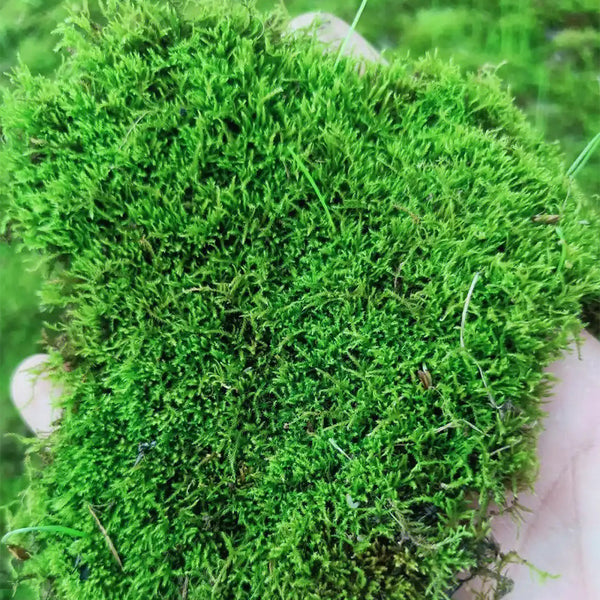 Short-stemmed Moss Seeds, 500 Seeds