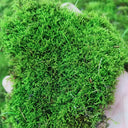 Short-stemmed Moss Seeds, 500 Seeds