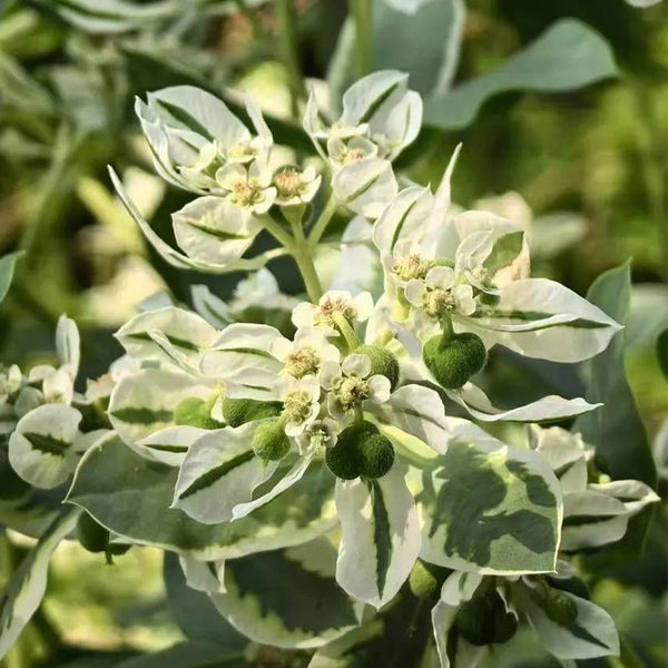 Snow-on-the-Mountain, 100 Seeds