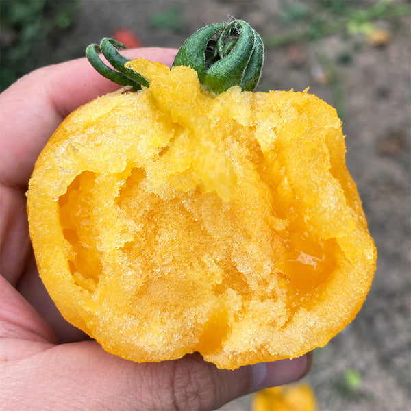 U2609 Large Yellow Persimmon Tomato, 100 Seeds