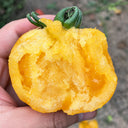 U2609 Large Yellow Persimmon Tomato, 100 Seeds