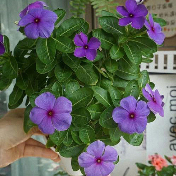 Blue Madagascar Periwinkle Seeds, 100 Seeds