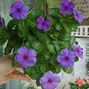 Blue Madagascar Periwinkle Seeds, 100 Seeds