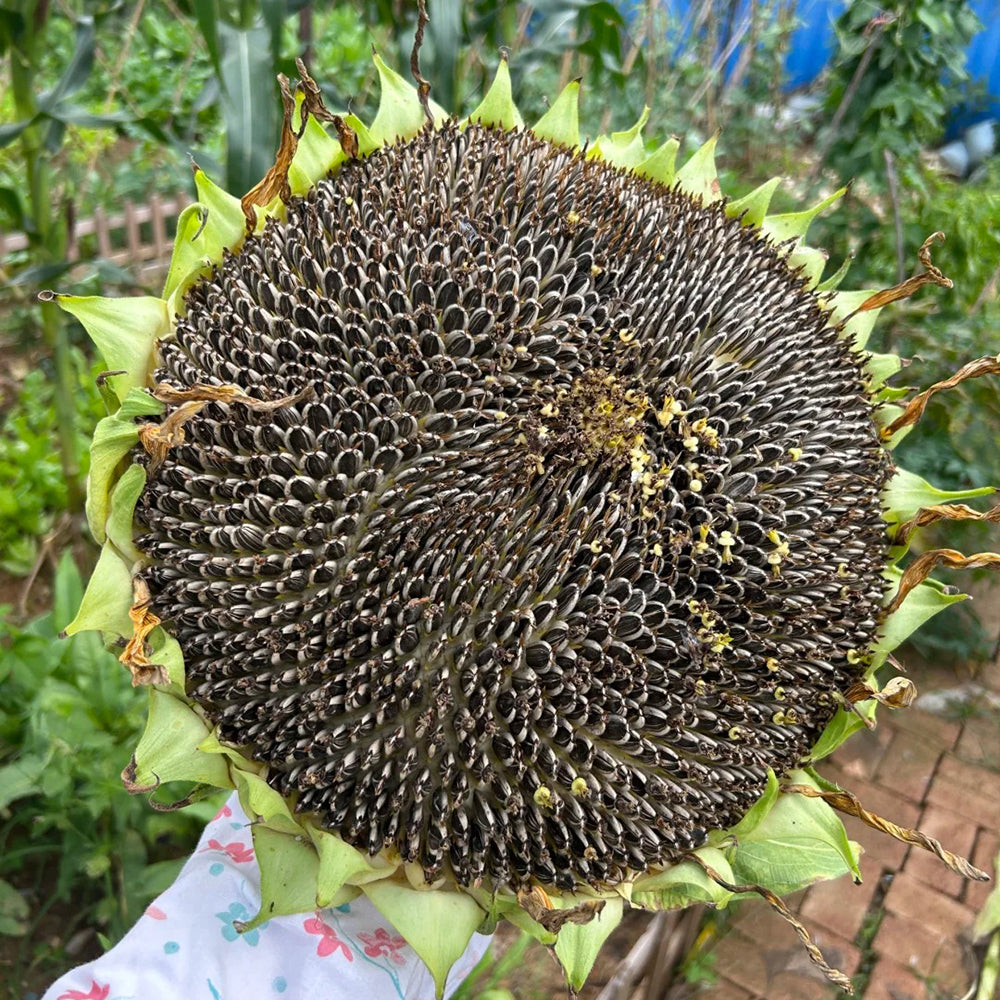 Mature sunflower seed head filled with developed seeds