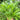 Green Willow Leaf Amaranth Seeds, 10g