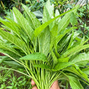 Green Willow Leaf Amaranth Seeds, 10g