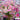 Hezhichun Cosmos bipinnatus 'Cupcakes' Seeds, 1g