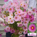 Hezhichun Cosmos bipinnatus 'Cupcakes' Seeds, 1g