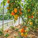 458 Marina's Praise Tomato, 5 Seeds