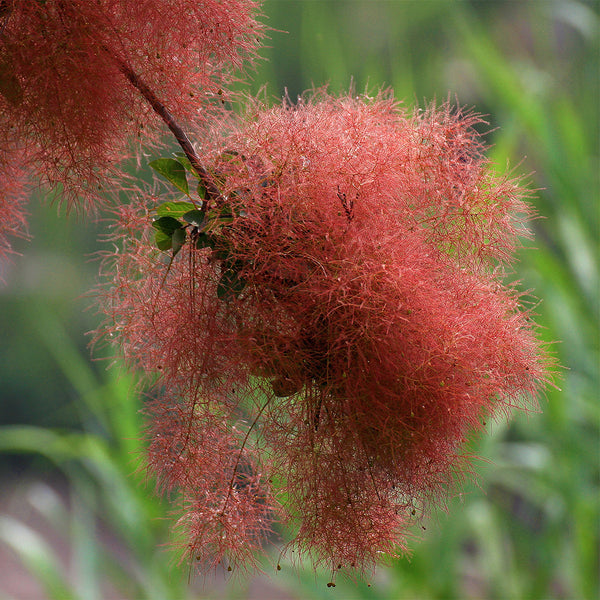 Smoke Tree Seeds, 10 Grams ≈ 80 Seeds