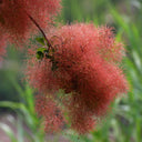 Smoke Tree Seeds, 10 Grams ≈ 80 Seeds