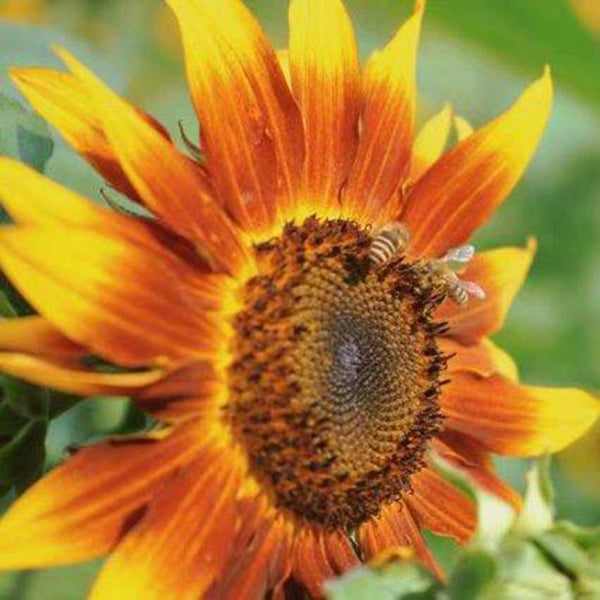 HEL10 Mixed Color Sunflower, 50 Seeds