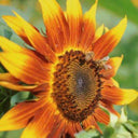 HEL10 Mixed Color Sunflower, 50 Seeds