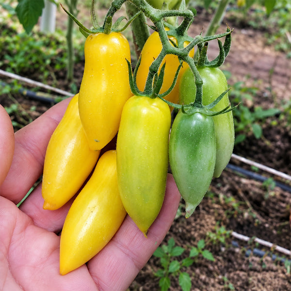 136 Gull Casady Tomato, 5 Seeds