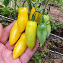 136 Gull Casady Tomato, 5 Seeds