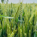 Barley Seeds, 100 Seeds