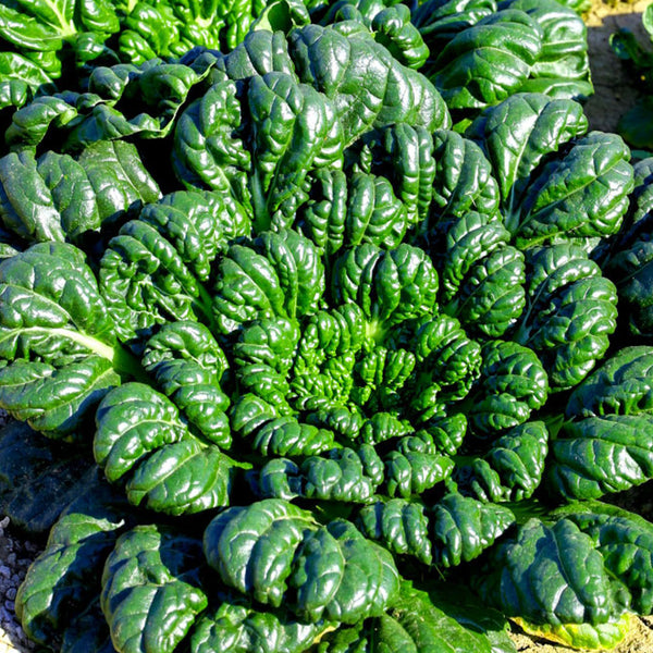 Flat Cabbage Seeds, 10g