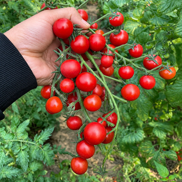 W1366 Sweet Bean Cherry Tomato, 100 Seeds