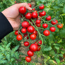 W1366 Sweet Bean Cherry Tomato, 100 Seeds