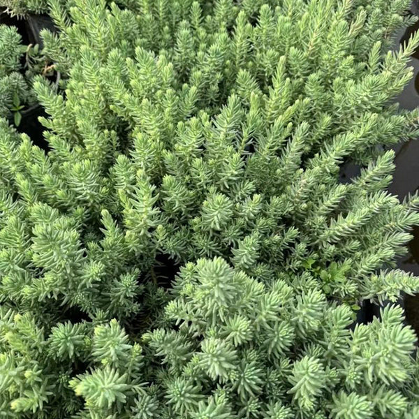 Reflexed Stonecrop Seeds, 200 Seeds