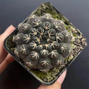 Gymnocalycium quehlianum 'White Spines', 3-4cm