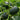 Green Baby Pumpkin Seeds, 50 Seeds