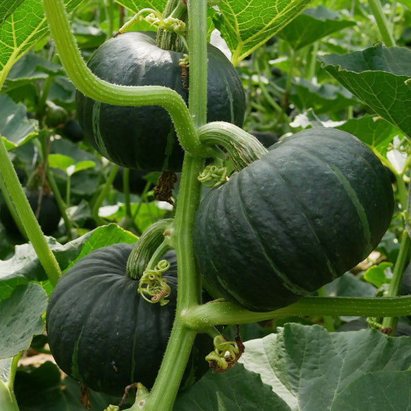 Green Baby Pumpkin Seeds, 50 Seeds