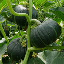 Green Baby Pumpkin Seeds, 50 Seeds