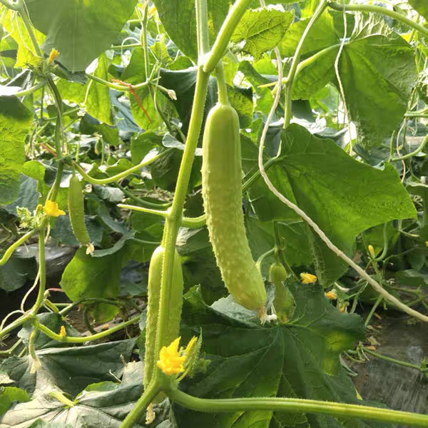 Zhongnong Cuiyu No. 2 Cucumber Seeds, 10g