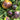 783 Dwarf Sun Queen Tomato, 5 Seeds