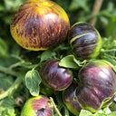 783 Dwarf Sun Queen Tomato, 5 Seeds