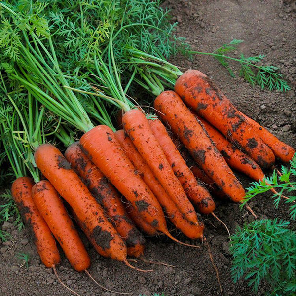 'H1182 F1' Carrot Seeds, 10g