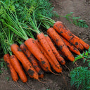 'H1182 F1' Carrot Seeds, 10g
