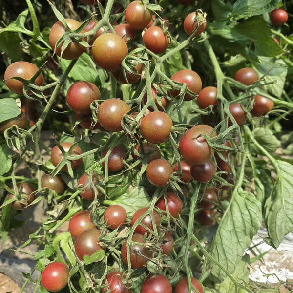 805 Cherokee Purple Cherry Tomato, 5 Seeds