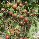 805 Cherokee Purple Cherry Tomato, 5 Seeds