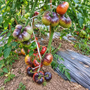 500 Lollipop Pink Tomato, 5 Seeds