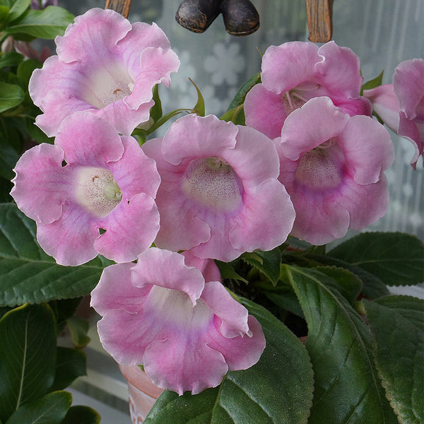 Gloxinia, 50 Seeds (Mixed 10+ Varieties)