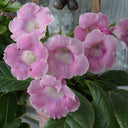 Gloxinia, 50 Seeds (Mixed 10+ Varieties)