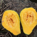 Sweet Taro Pumpkin Seeds, 20 Seeds
