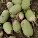 'Liangguan' Apple-shape Green Radish Seeds, 10g