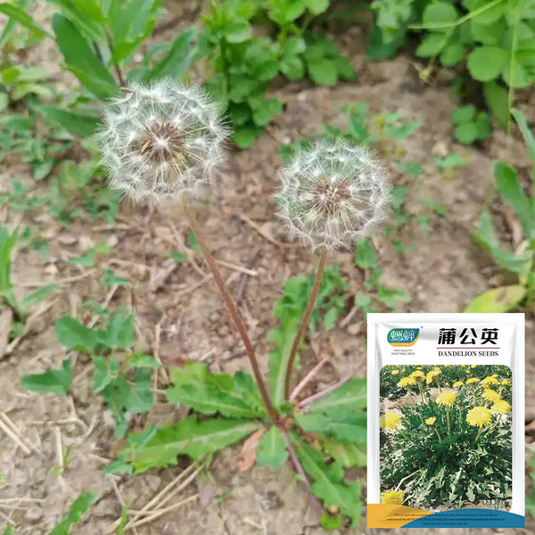 Dandelion (Taraxacum officinale) Seeds, 6g