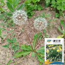 Dandelion (Taraxacum officinale) Seeds, 6g