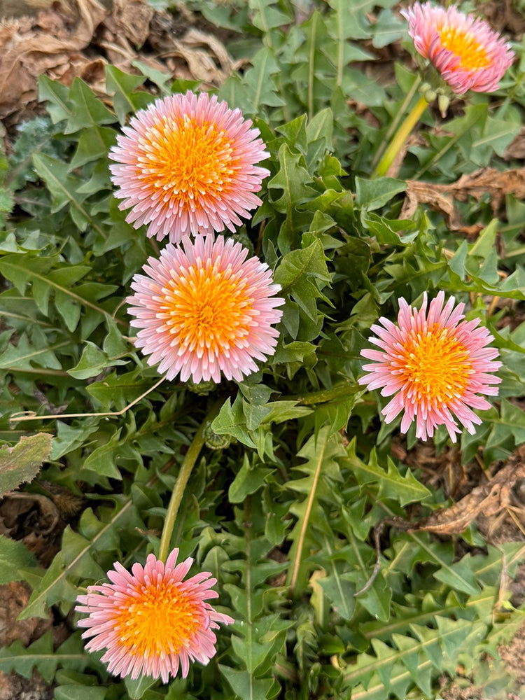 Pink Dandelion