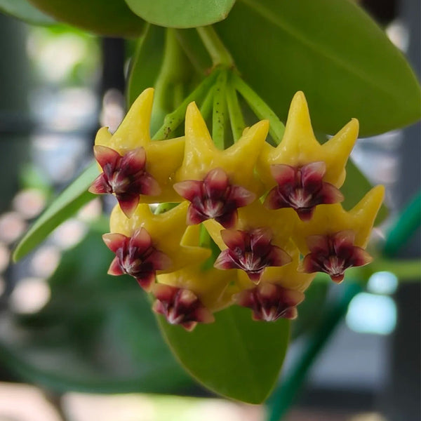 Hoya cumingiana, 5 Cuttings