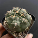 Gymnocalycium denudatum var. paraguayensis, 4-5cm