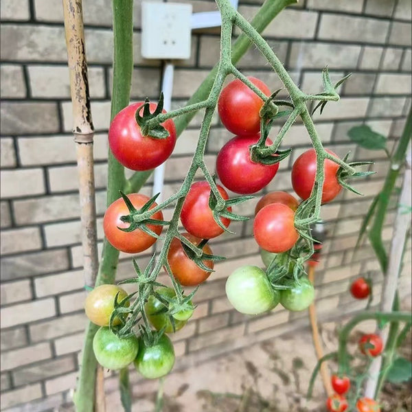 Pink Beibei Cherry Tomato, 30 Seeds
